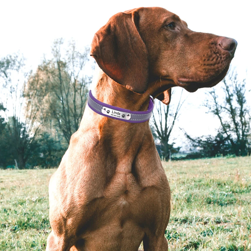 Personalized Dog Collar ID Custom Tag Engraved