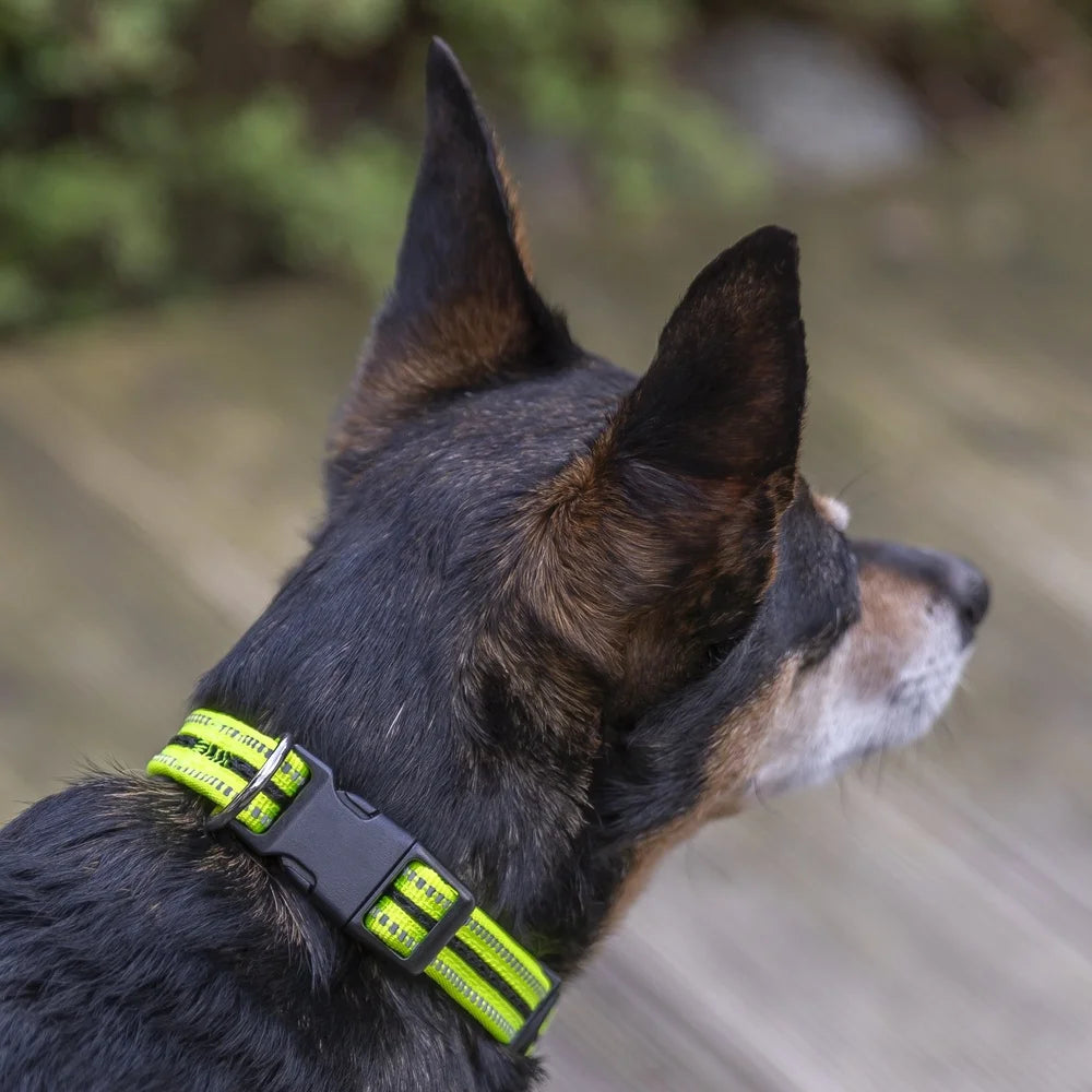 Reflective Adjustable Small Dog Collar